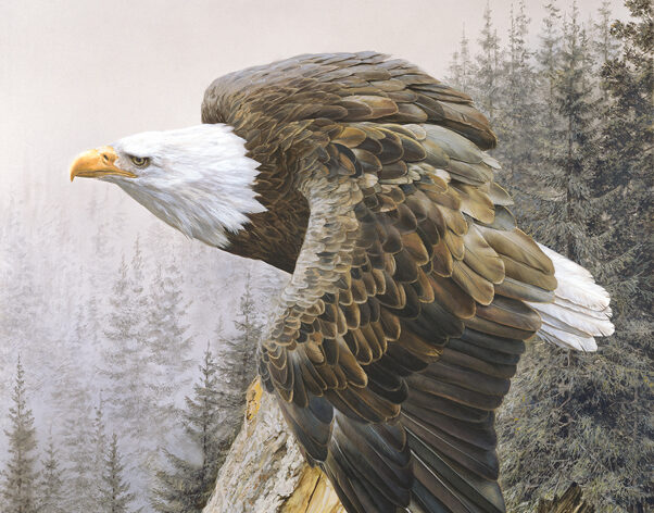 America on the Rise - Bald Eagle by Carl Brenders