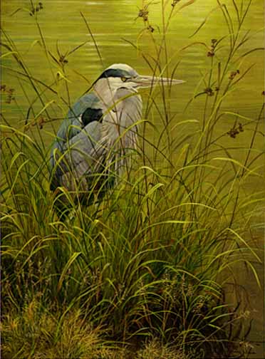 Grassy Bank - Great Blue Heron by Robert Bateman