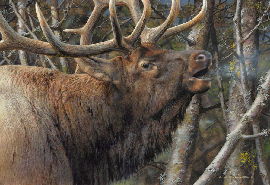 Mating Call Bull Elk by Carl Brenders
