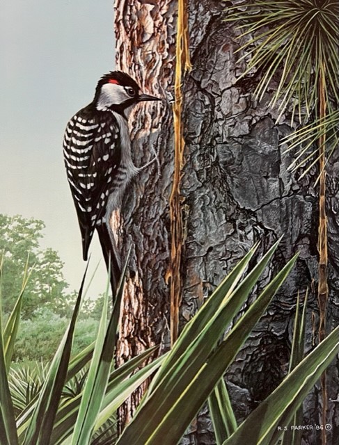 Red-Cockaded Woodpecker (Imperfect) By Ron Parker