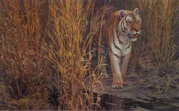 Tiger at Dawn by Robert Bateman