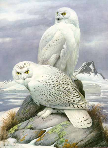 Snowy Owl (Imperfect)