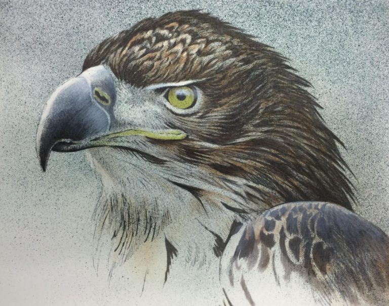 Bald Eagle Portrait - Lithograph by Robert Bateman