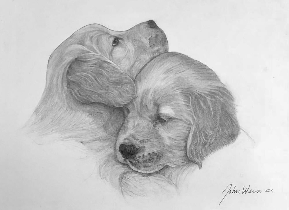 Golden Retriever Drawing Photo - Drawing Skill