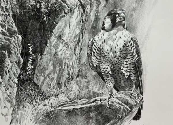 Peregrine Falcon on the Cliff (Excellent Condition)