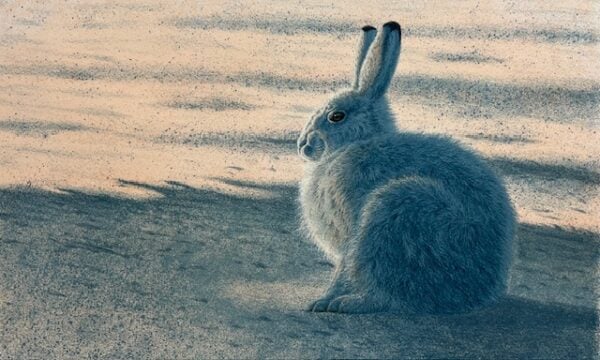 Winter Light - Arctic Hare