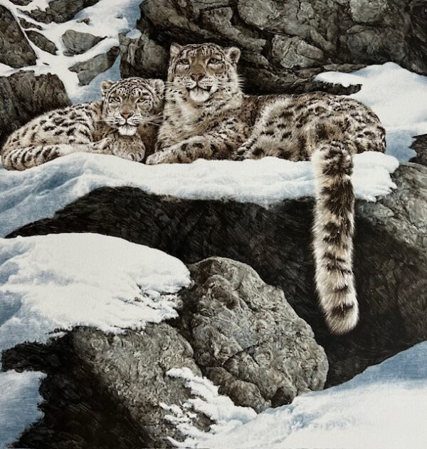 Brief Encounter - Snow Leopards