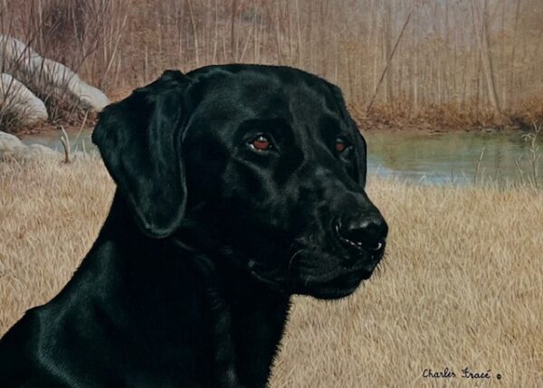 National Retriever Club 1983 - Black Lab