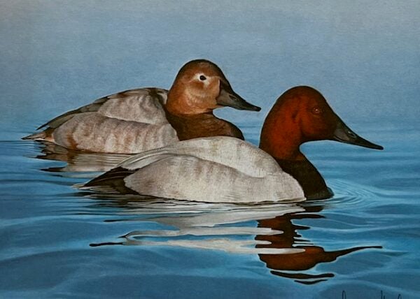 New Jersey Duck Stamp Print 1984 - First of State