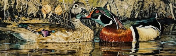 Spring Courtship - Wood Ducks