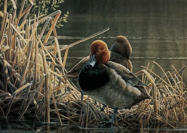 Canda Duck Stamp Print 1995 - Back to the Pond - Redheads