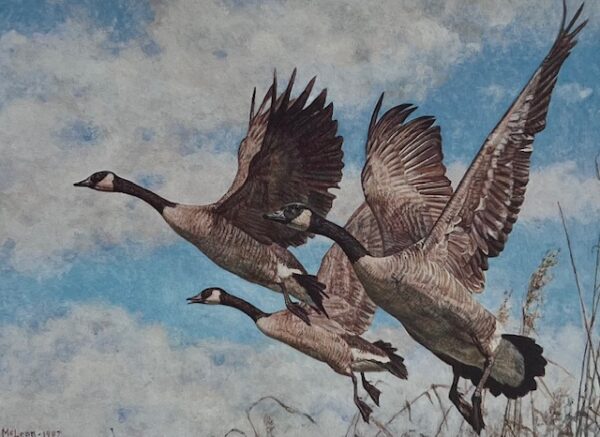 Canada Duck Stamp Print 1987 - On the Wing - Canada Geese