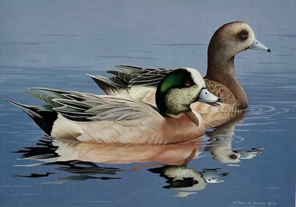 Federal Duck Stamp Print 1984