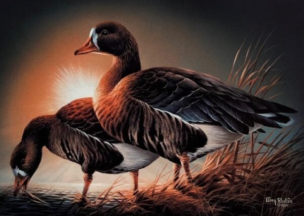 Minnnesota Duck Stamp Print 1985 - White-Fronted Geese (Excellent Condition)