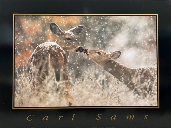 First Snow - Deer - Poster