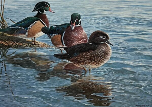 National Fish and Wildlife 1989 - The Suitors - Wood Ducks (Excellent Condition)