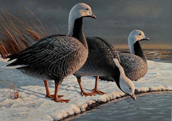 Alaska Duck Stamp Print 1985 - Emperor Geese (Excellent Condition)