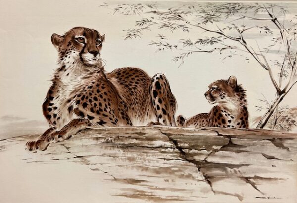 Cheetahs (Excellent Condition)