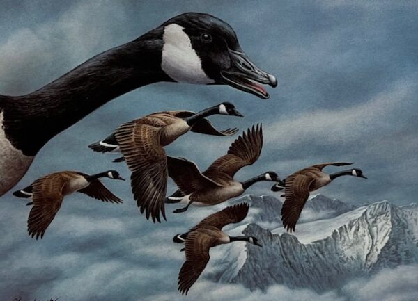 Montana Duck Stamp Print 1986 - Canada Geese