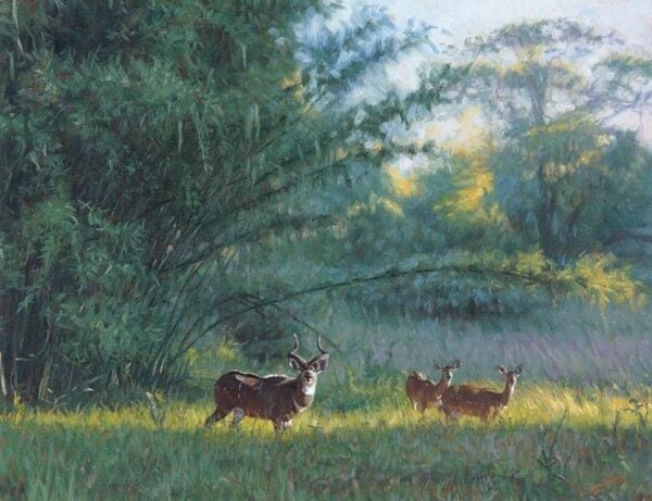 Mt. Nyala and Bamboo - Mountain Nyala Antelope