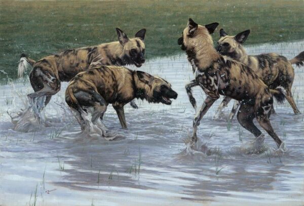 After the Rains - African Wild Dogs