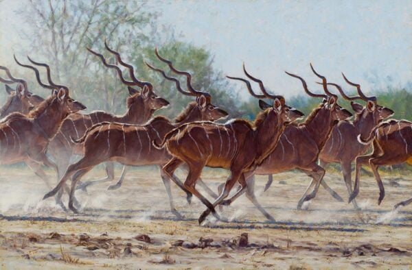 Bachelor Herd - Antelope