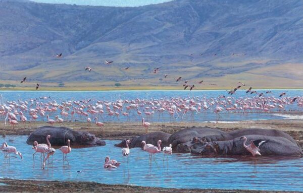 Beauties and the Beasts - Flamingoes and Hippos