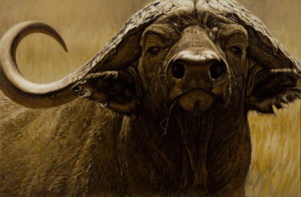 The Big Five Collection - Cape Buffalo