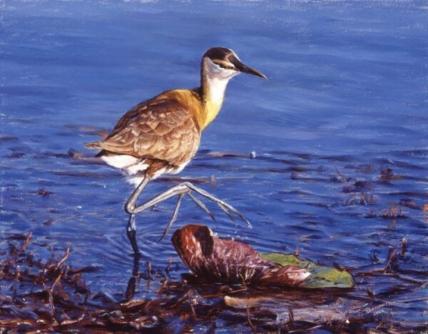 Big Foot - African Jacana