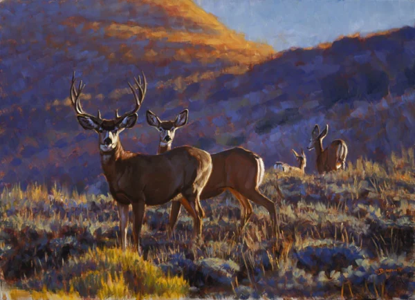 Big Muley - Mule Deer