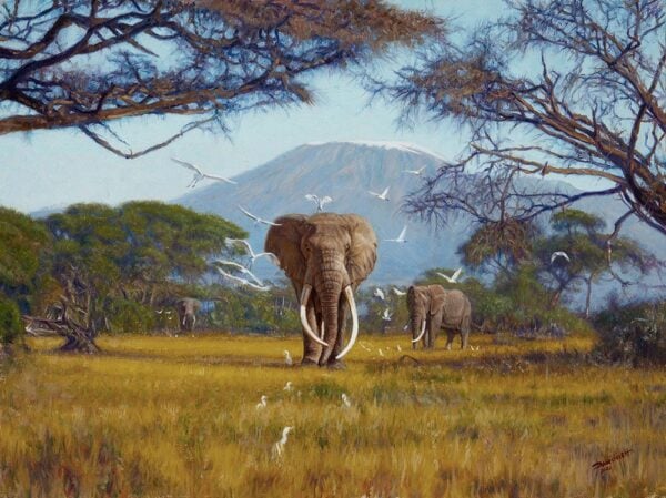 The Big Tuskers of Kilimajaro - Elephants