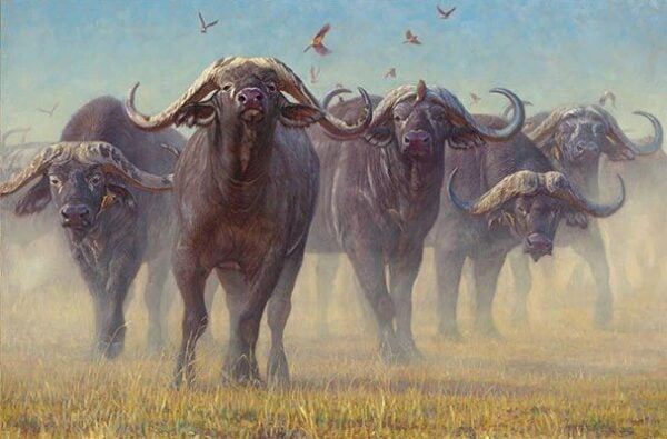 Buffalo Soldiers - Cape Buffalo