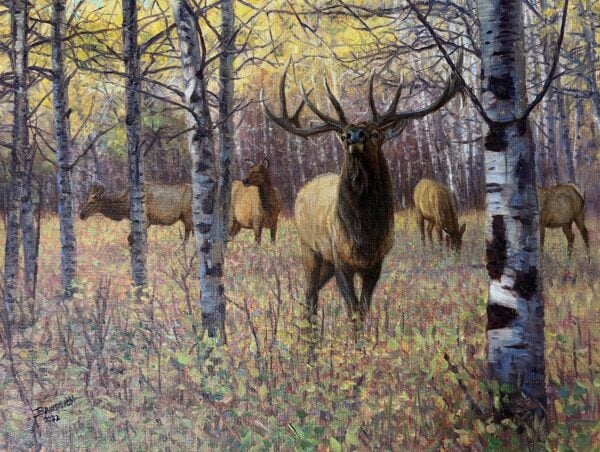 Bull in the Aspens - Elk