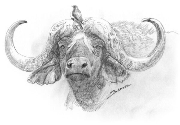 Cape Buffalo Sketch