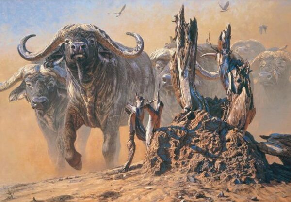 Cape Thunder - Cape Buffalo