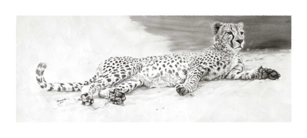 Cheetah Repose - Black and White