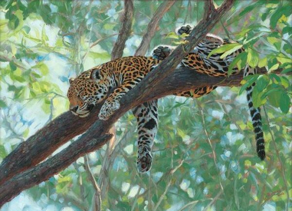 Comfort in the Trees - Jaguar