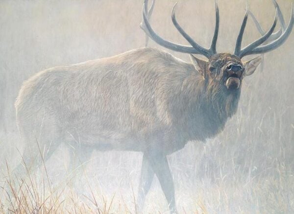 Echoes of Yellowstone - Elk