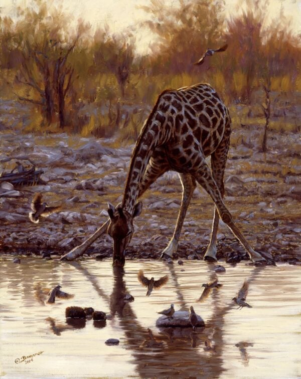 Evening Drink - Giraffe