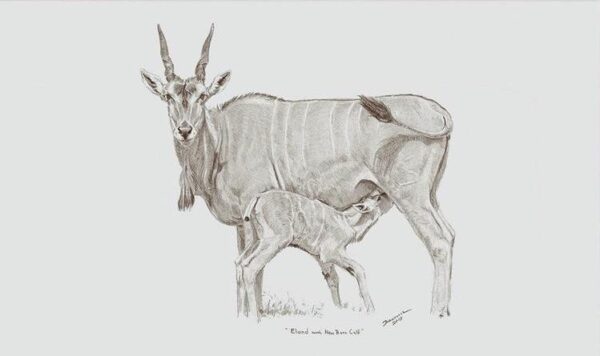 Eland & Calf Sketch