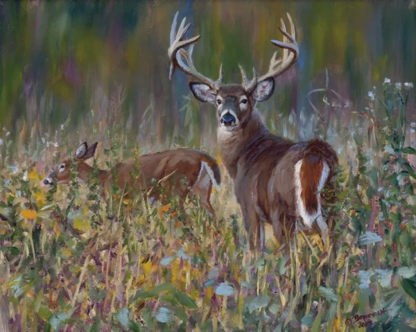 In the Soybeans - Deer