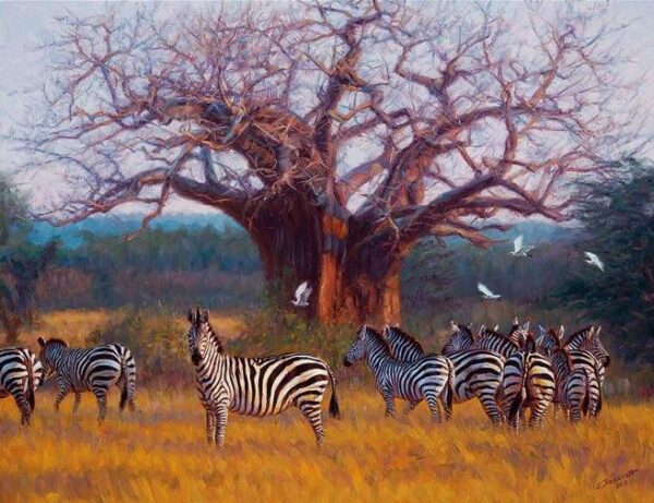 The Journey Back to Camp - Zebras