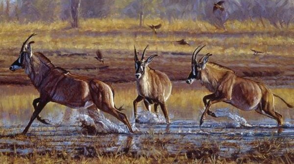 Lion Scent - Roan Antelope