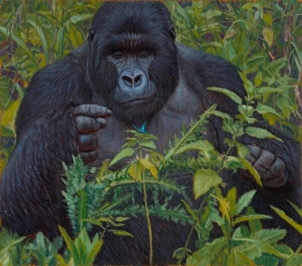 The Little Things - Mountain Gorilla