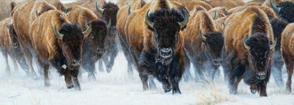 Master of the Herd - Bison