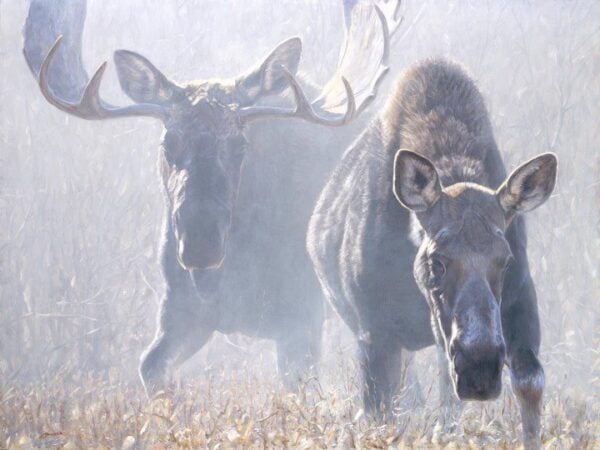 Misty Encounter - Moose