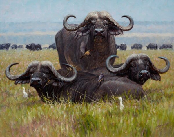 Nyati in the Sweet Grass - Cape Buffalo