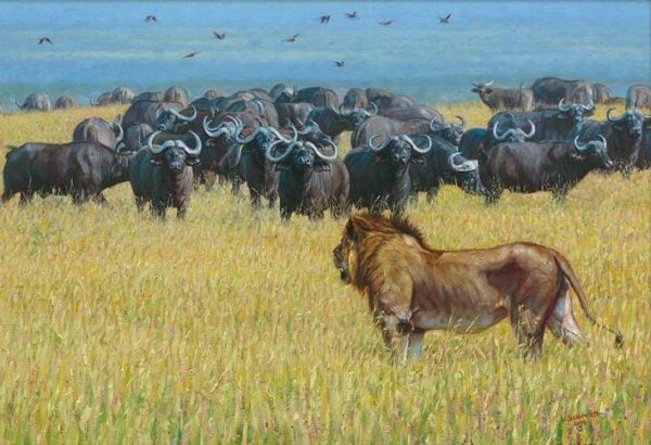 Outnumbered - Lion & Cape Buffalo