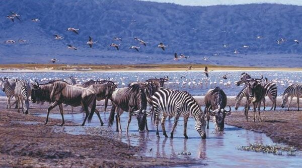 Palindaba - Zebra & Wildebeest