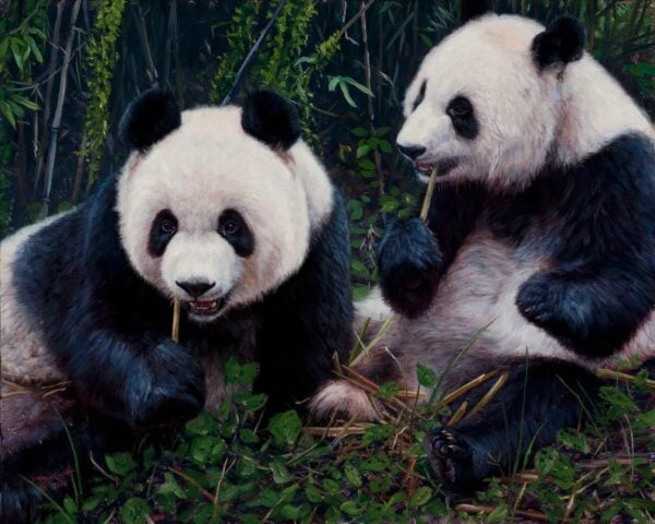 Panda Pair